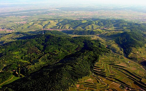 Terrassenweinberge am Kaiserstuhl mit Blick über die Rheinebene