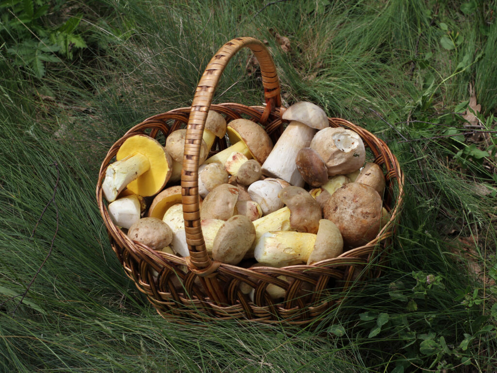 Korb mit frisch gesammelten Steinpilzen auf dem Waldboden